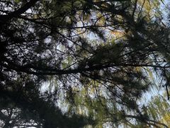 -北陵公园