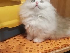 -欣宠猫屋·矮脚拿破仑·蓝金金渐层