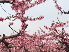 -庞各庄翠芳园西瓜蔬菜基地采摘园