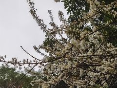 -桃花涧
