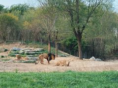 -北京野生动物园