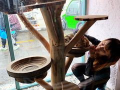 -喵屿·大理花园猫咖