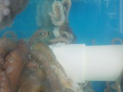 -港畔赶海蒸汽海鲜烧烤自助(仙螺岛店)