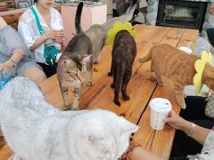 -喵屿·大理花园猫咖