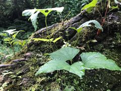 -西岭雪山大飞水景区