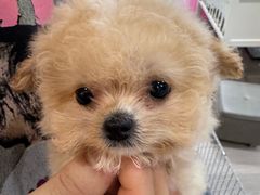 -萌宠之家·腊肠犬·马尔泰·小体犬舍