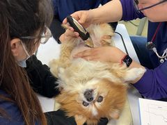 -爱侣宠医·鹦鹉专科·小型哺乳类·异宠专科(灵石路店)