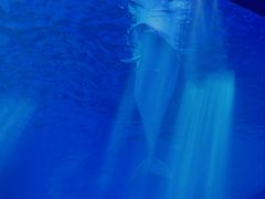 -上海海昌海洋公园-冰山北极馆