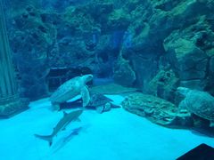 -芜湖新华联大白鲸海洋公园