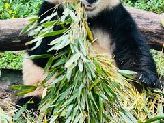 -重庆动物园·东二门售票处