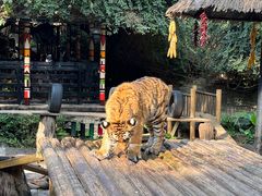 -广州长隆野生动物世界