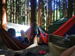 -武陵山森林公园