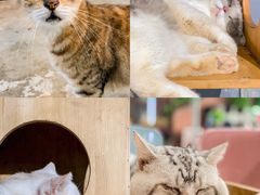 -more than meow吴止猫主题餐厅(承德 中船汇店)