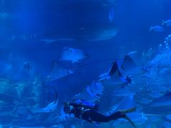 -烟台海昌鲸鲨海洋公园