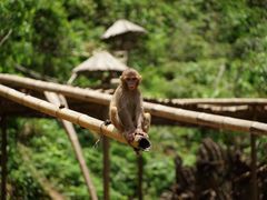 -西双版纳原始森林公园