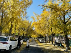 -三里屯东五街银杏大道