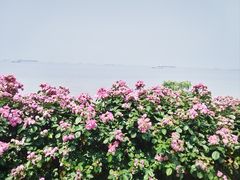 -上海滨江森林公园