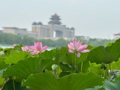 -莲花池公园