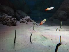 -暹罗海洋世界