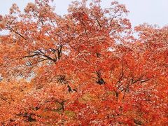 -香山公园