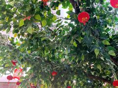 -农家小院(朱雀桥店)