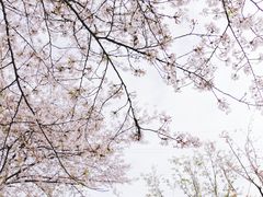 -西北湖绿化广场