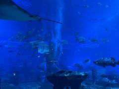 -亚特兰蒂斯•OSSIANO奥西亚诺海底餐厅