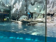 -帝企鹅自助餐厅•儿童岛•真企鹅(长隆企鹅酒店)