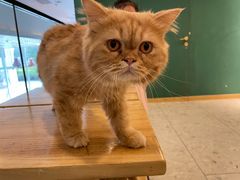 -飞行喵MR PILOT|猫舍·猫咖(静安大融城店)