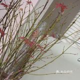 深圳福田 上梅林 拾豆者 天花板