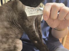 -楼上猫咖(罗湖店)