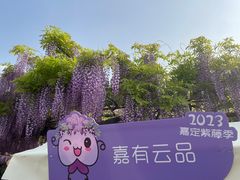 -嘉定紫藤园