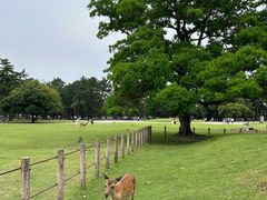 -奈良公园