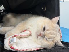 -纳吉亚猫专科动物诊疗中心(蒋宅口分院)