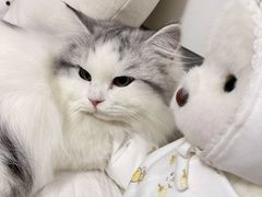 -猫大福·Fortune Cat猫舍(百子湾店)