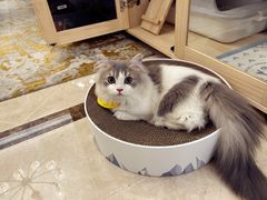 -momokira米努特·德文卷毛猫·棉花面纱犬