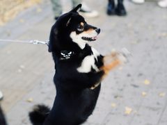 -三里屯东五街银杏大道
