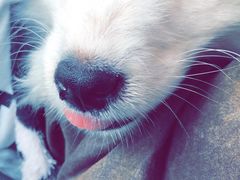 -翊宠yipet猫狗购宠庄园犬舍•猫舍