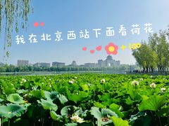 -莲花池公园