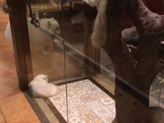 -more than meow吴止猫主题餐厅(承德 中船汇店)