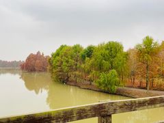 -上海海湾国家森林公园