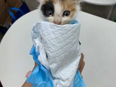 -宠颐生汉谟拉比宠物医院