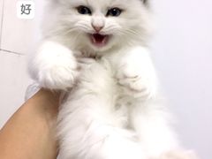 -喵zoo家庭繁育猫舍(尖东智能花园店)