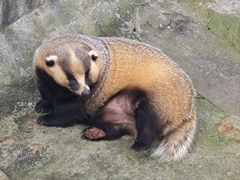 -西霞口神雕山野生动物世界