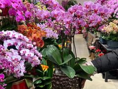 -双季花艺园艺市场(浦东店)