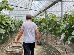 -马陆小张葡萄园农家乐