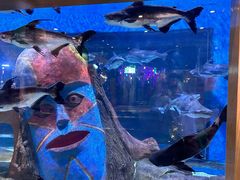 -顺德南宏海立方海洋公园