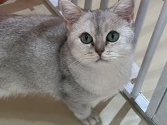 -三花喵·撸猫购宠·宠物生活馆(虹桥南丰城店)