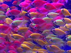 -青石桥花鸟鱼虫市场(叠翠城店)