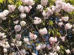 -高东镇樱花园